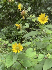 Helianthus resinosus