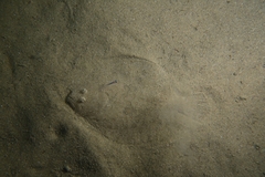 Scophthalmus rhombus