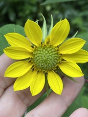 Helianthus resinosus