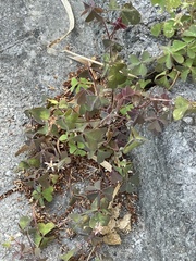 Oxalis corniculata
