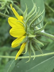 Helianthus resinosus