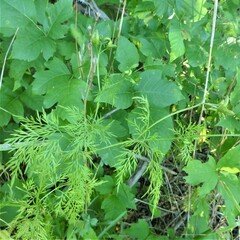 Trepocarpus aethusae