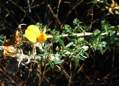 Adenocarpus complicatus