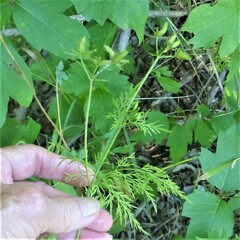 Trepocarpus aethusae