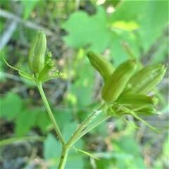 Trepocarpus aethusae