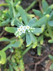 Heliotropium curassavicum