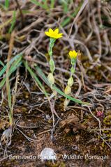 Blackstonia acuminata