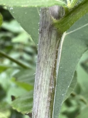 Helianthus resinosus