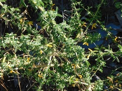 Adenocarpus complicatus