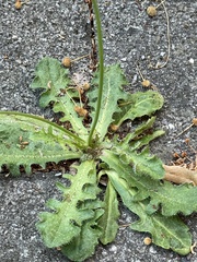 Hypochaeris radicata