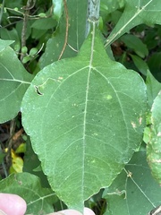 Helianthus resinosus