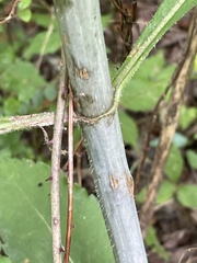 Helianthus resinosus
