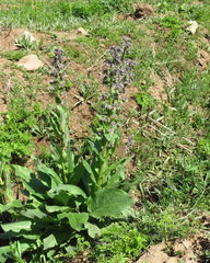 Solenanthus circinnatus