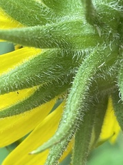 Helianthus resinosus