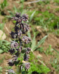 Solenanthus circinnatus