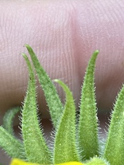 Helianthus resinosus