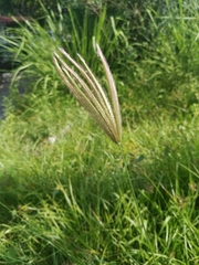 Poaceae