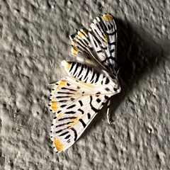 Polygrammodes maccalis