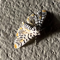 Polygrammodes maccalis