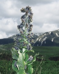 Solenanthus circinnatus