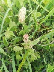 Magnoliopsida