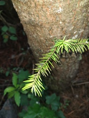 Abies religiosa