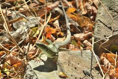 Lacerta trilineata
