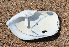 Zirfaea crispata