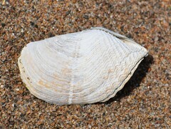 Zirfaea crispata