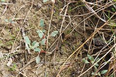 Oxybasis glauca salina