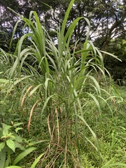 Miscanthus floridulus