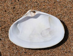 Mactromeris polynyma