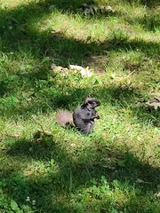 Sciurus carolinensis
