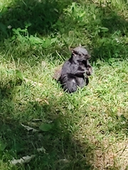 Sciurus carolinensis