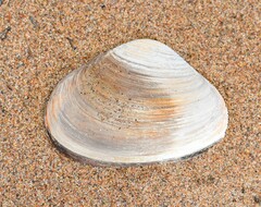 Mactromeris polynyma