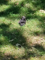Sciurus carolinensis