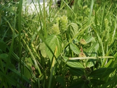 Magnoliopsida