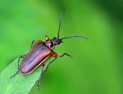 Brachysomida bivittata