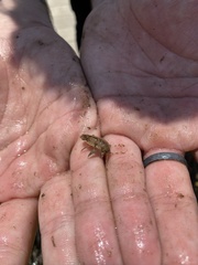 Synidotea laticauda
