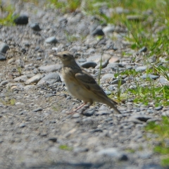 Alauda arvensis pekinensis