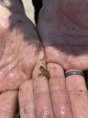 Synidotea laticauda