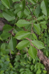Bursera grandifolia