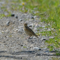 Alauda arvensis pekinensis