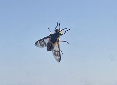 Chrysops italicus
