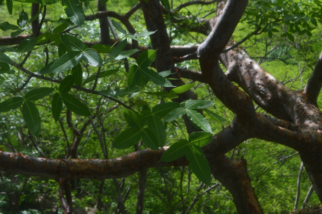 Bursera Kerberi From Guadalajara Jal M Xico On June At Am By Manuel Guillermo