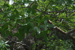 Bursera kerberi