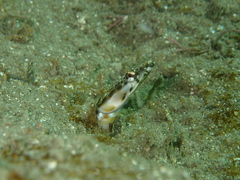 Chaenopsis alepidota