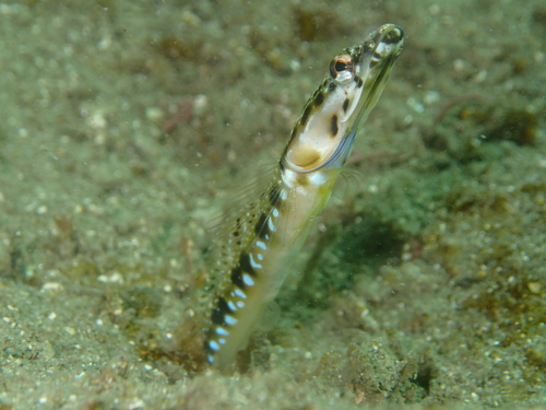 Orangethroat Pikeblenny