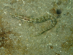 Chaenopsis alepidota