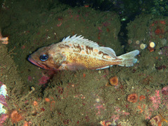 Sebastes umbrosus
